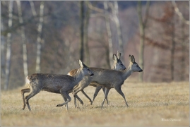<p>SRNEC OBECNÝ (Capreolus capreolus) Šluknovsko - Jiříkov --- /European roe deer - Reh/</p>